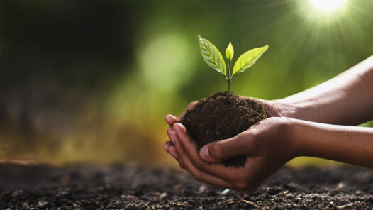 Clasped hands holding dirt with seedling.