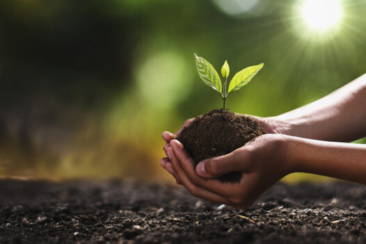 Clasped hands holding dirt with seedling.