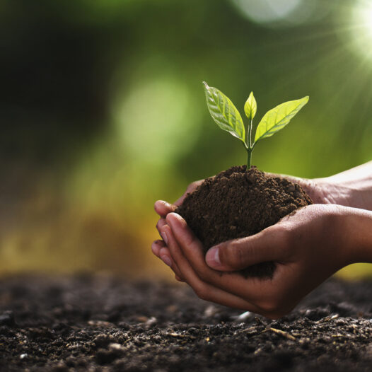 Clasped hands holding dirt with seedling.